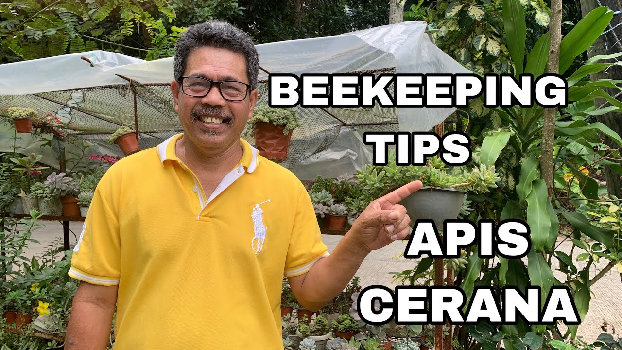Beekeeping Tips sa Pag-aalaga para di Lumayas ang Apis Cerana