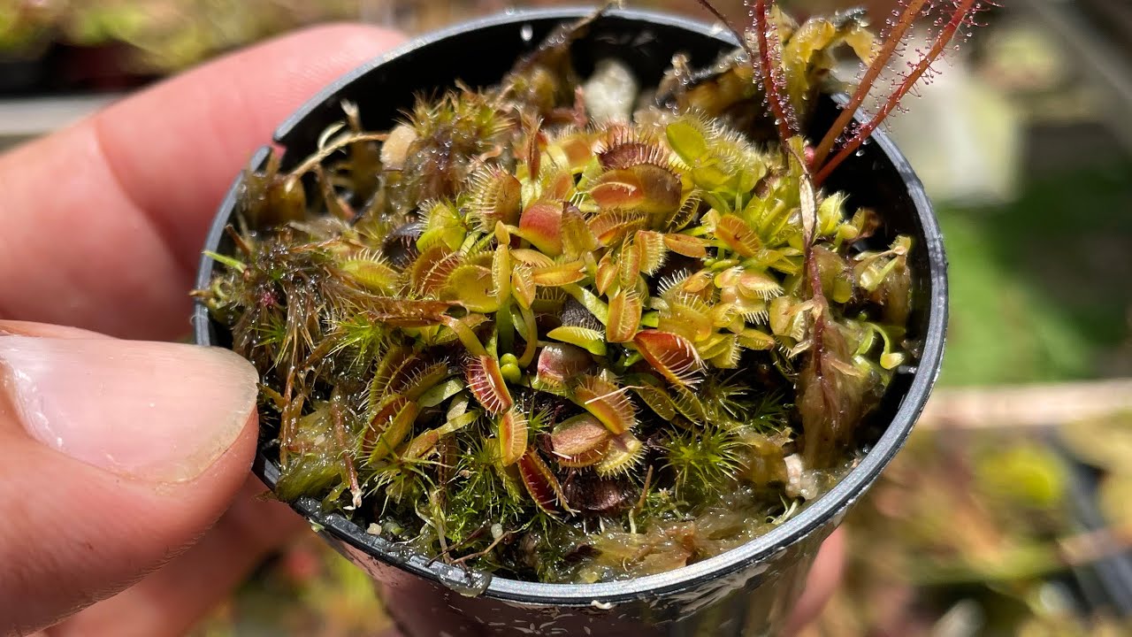 As sementes de Dionaea Germinaram? Veja o que fazer agora.