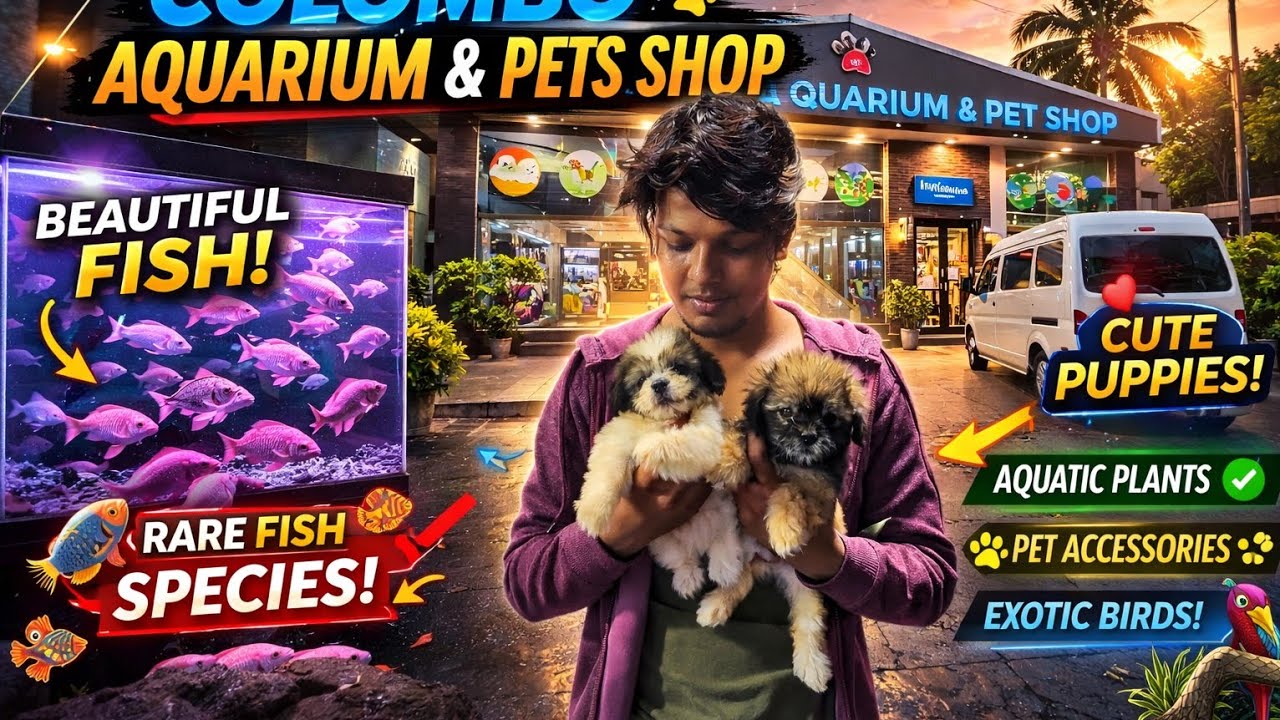 Colombo Aquarium and pets shop, srilanka #petshop #petshoplife #petstore #petlovers #petsofinstagram