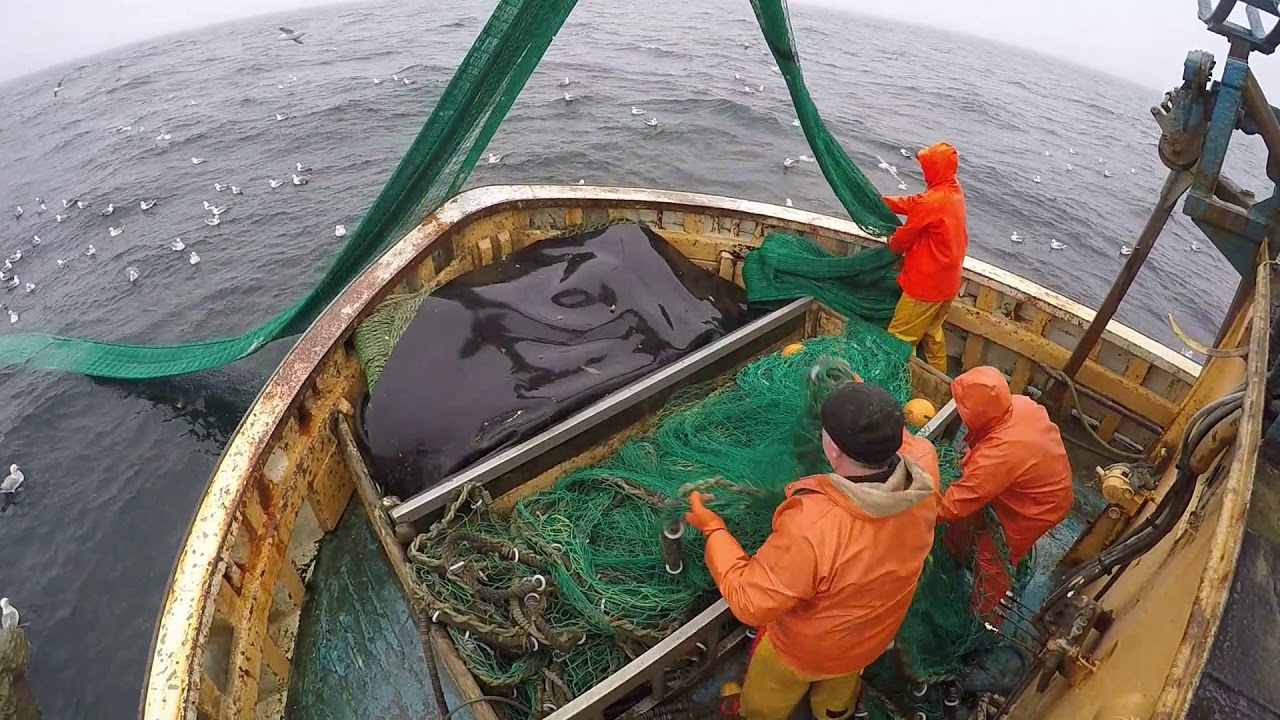 Seine netting aboard the Prevail