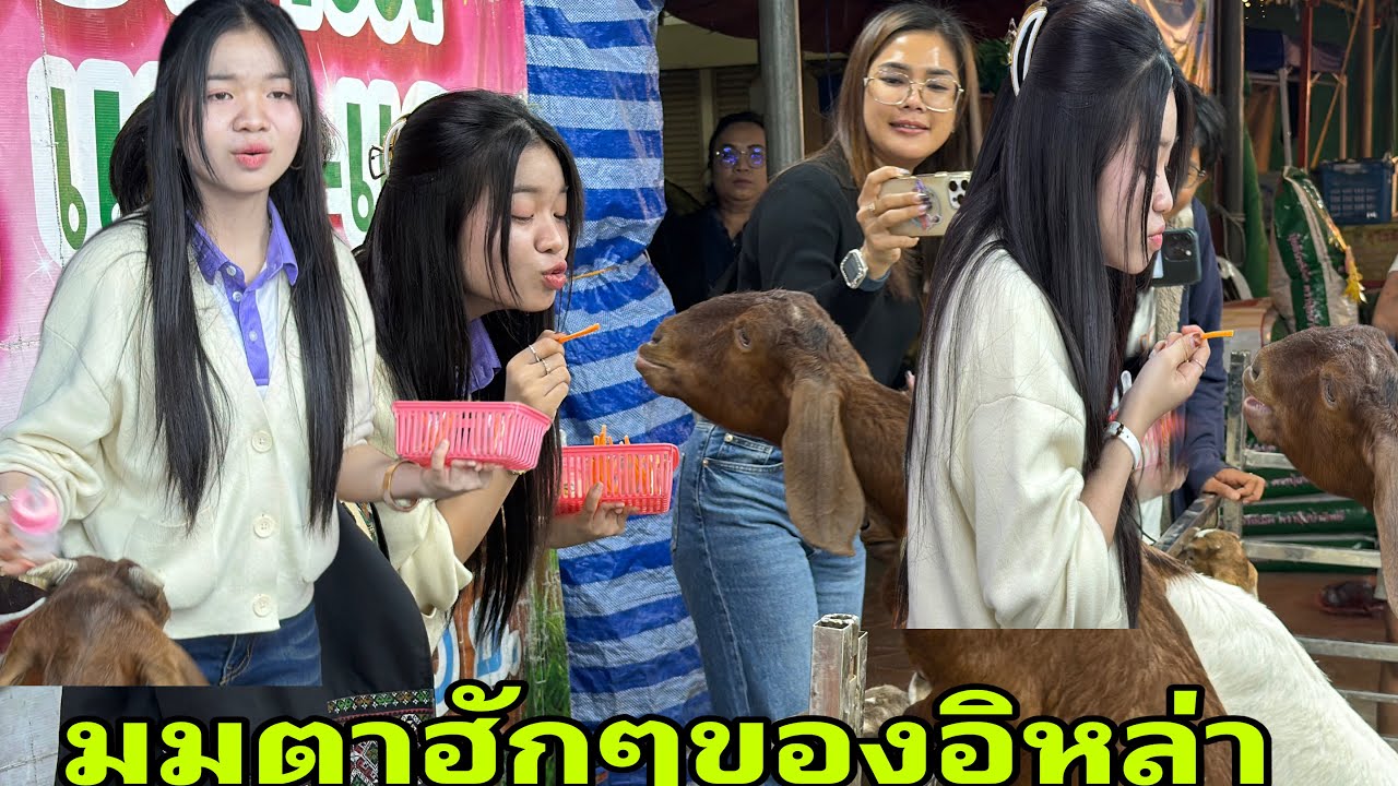 อีกมุมน่ารักของอุ๋งอิ๋งครับ#อุ๋งอิ๋งเพชรบ้านแพง 