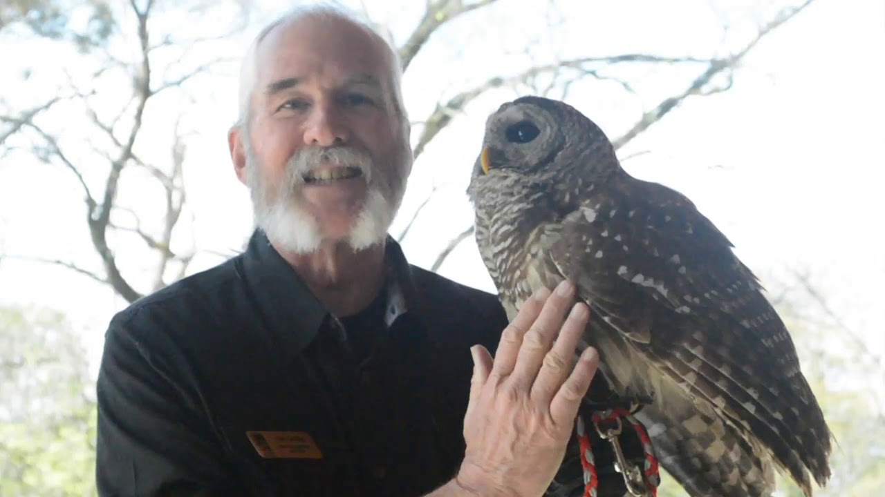 MAS Bird Nerds: Barred Owl Feet & Feathers