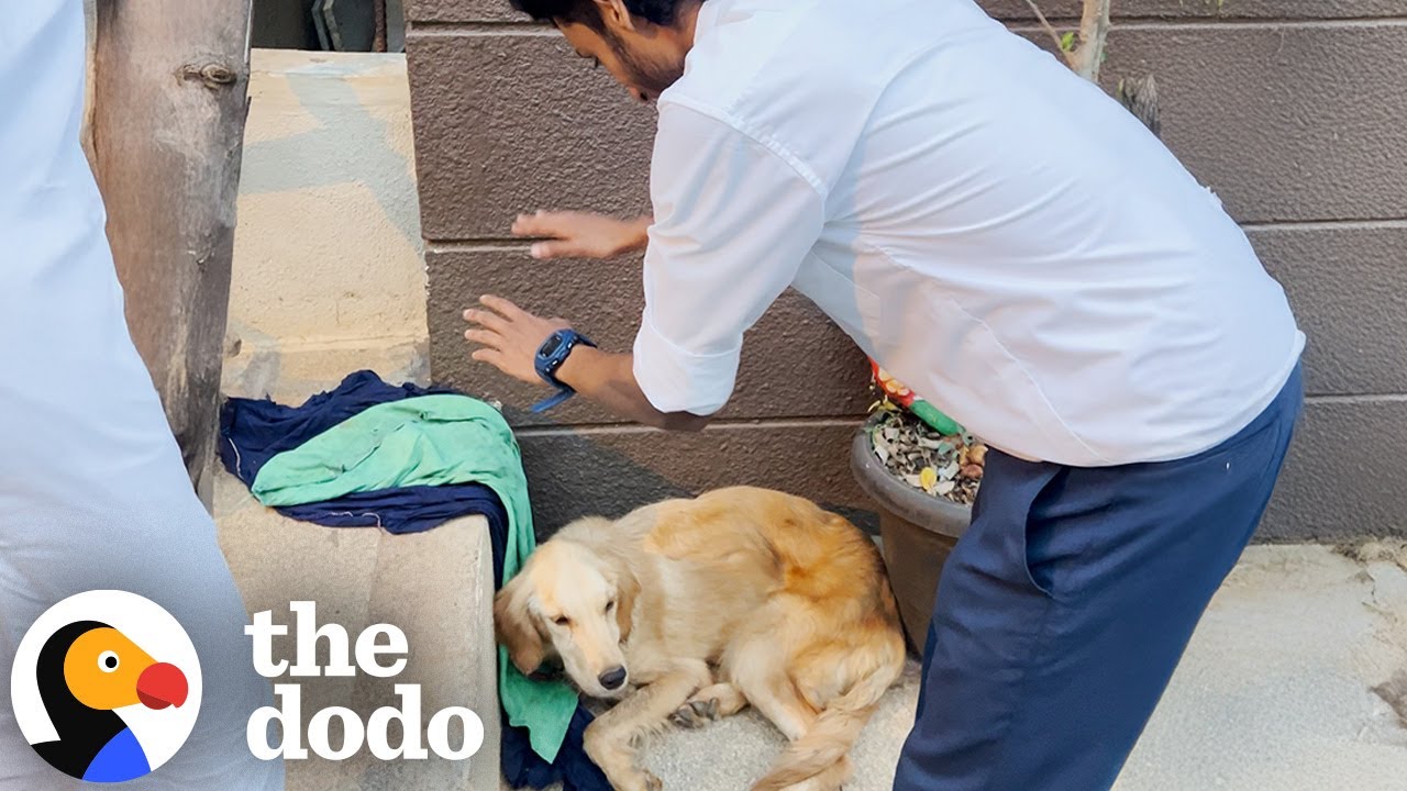 Group Of Friends Skips Class To Save Wounded Golden Retriever | The Dodo