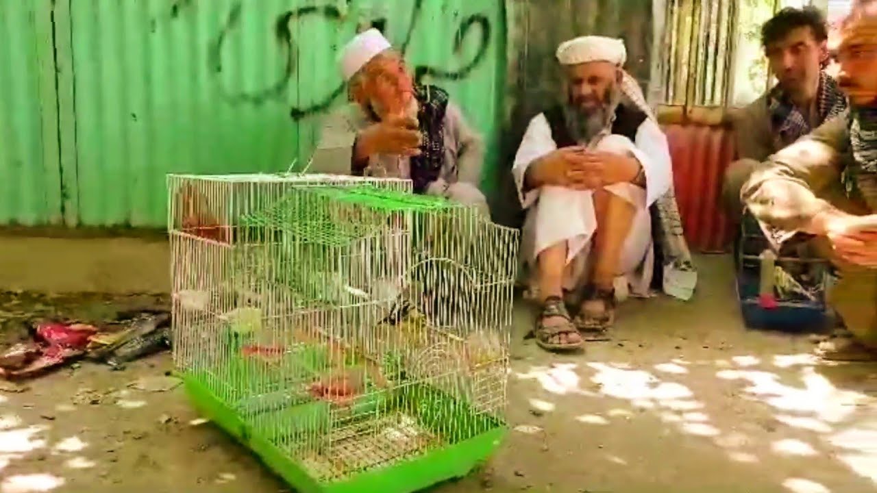 ساير های جنگی درشمالی و سایر های زورخانه
