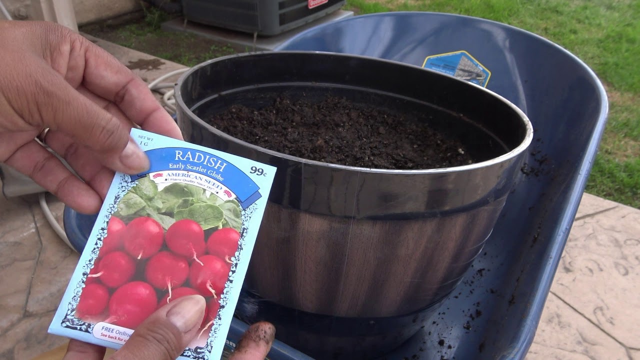 Testing Out DollarTree 25 Cent Vegetable Seeds! Sowing to First Sprouts!