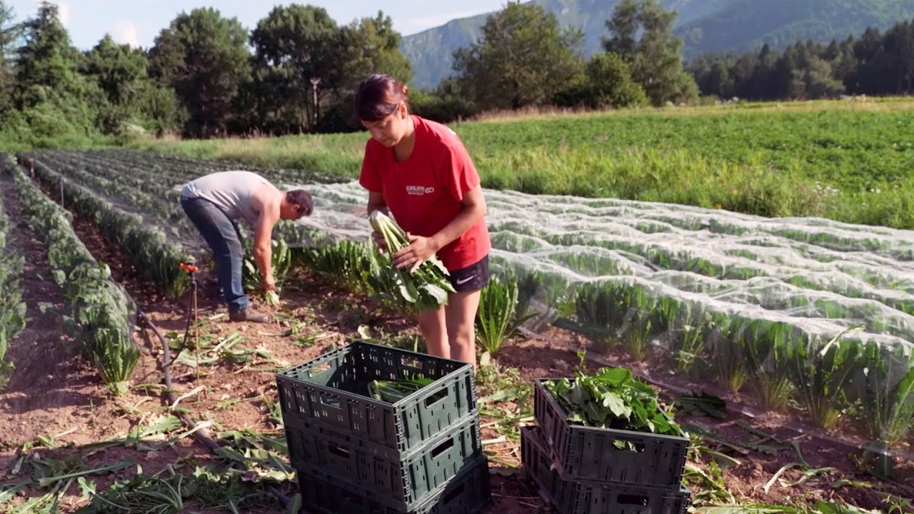 VALLE DI GRESTA: L'AGRICOLTURA DI MONTAGNA RIPARTE DAI GIOVANI
