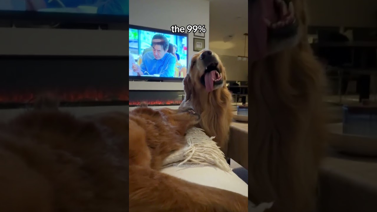 The Reality Of Having Two Dogs 