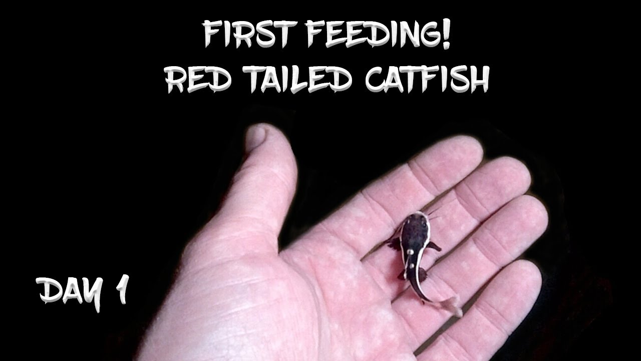 First Feeding!  (Orca the Baby Red Tailed Catfish) - Day 1