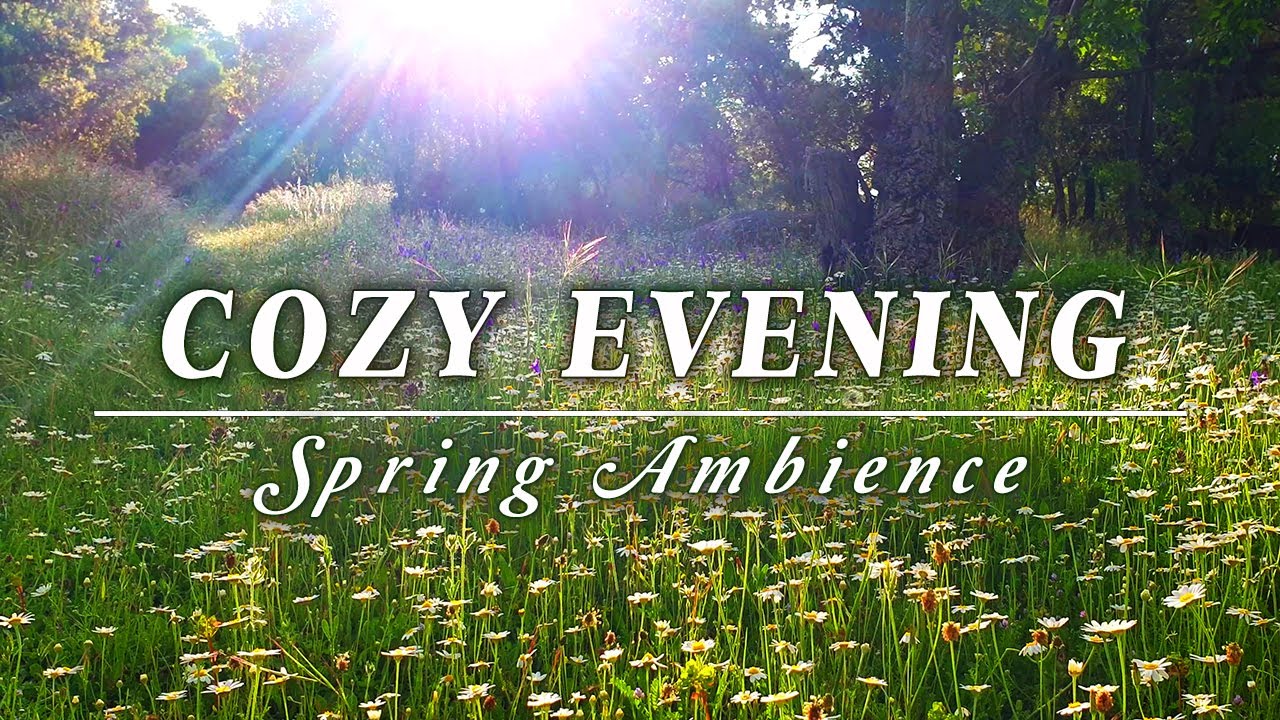 Cozy Spring Evenings 🌿 Calm & Relax with Healing Spring Sounds in the Forest🌳 Fresh Evening Ambience