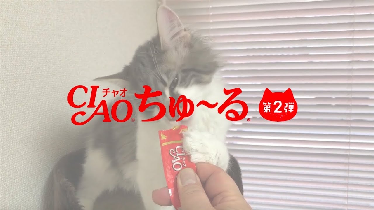 【CIAOちゅ〜るMV】「ちゅ〜るしよ！」【第2弾】（いなば食品グループ）