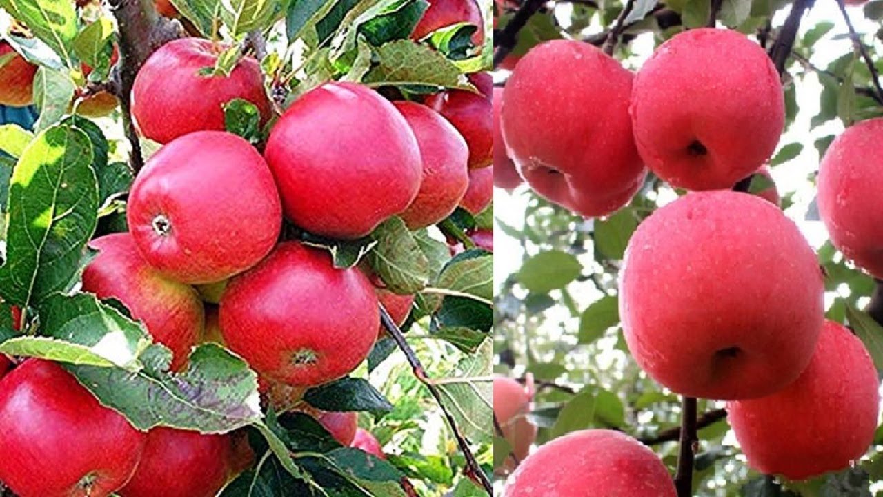 World's Most Expensive Apple Harvesting - Awesome Japan Agriculture Technology Farm