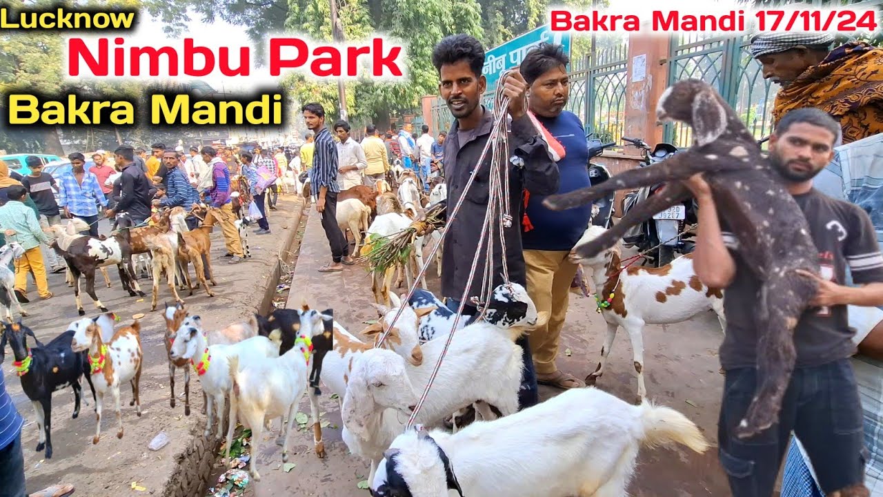Lucknow Nimbu park Bakra Mandi 17/11/24 Live Update |Nimbu Park Bakra mandi New Video