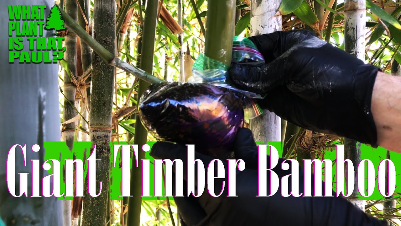 AIR LAYERING my GIANT TIMBER BAMBOO