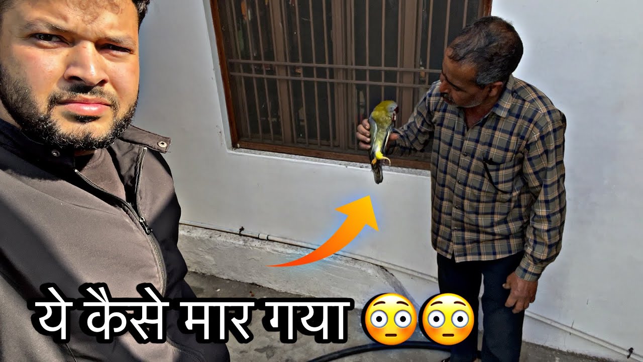 Ye bird kaise mar gyii kuch ptaa nahi chala😳 || purani yaade gaon ki 🥹 