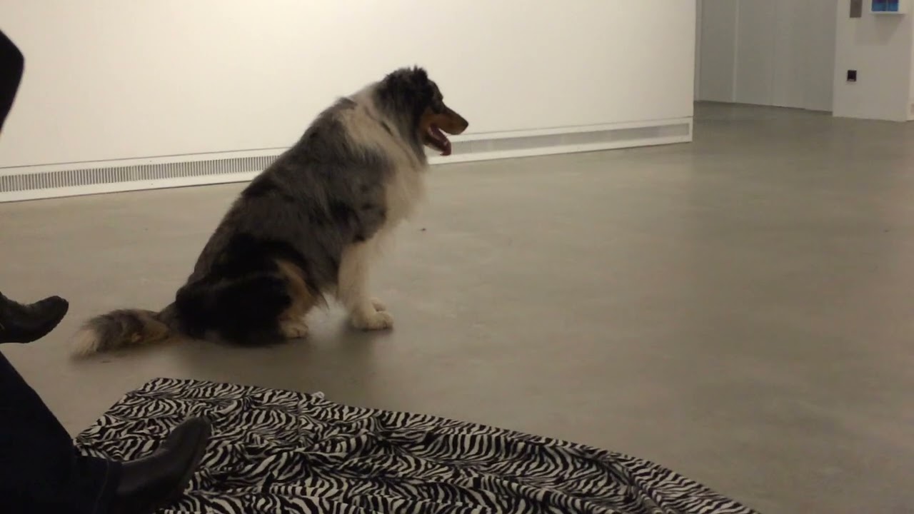 Performances for Pets at Art Museum Ravensburg (Compilation)