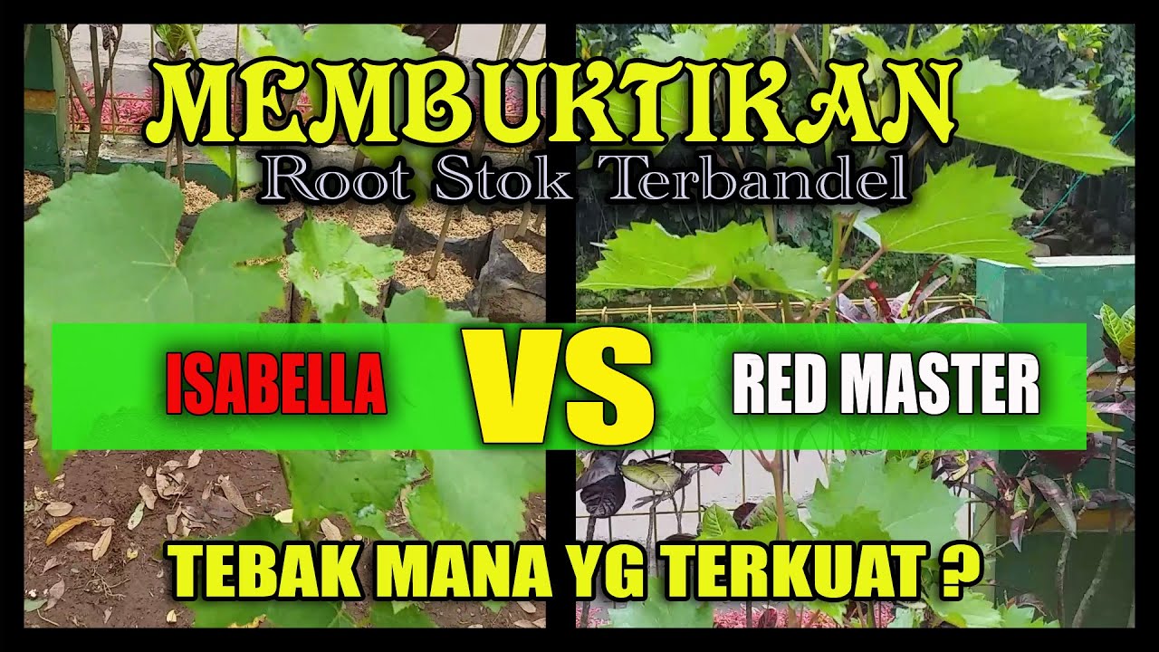 UJI COBA ROOT STOK ANGGUR TERBAIK ISABELLA ATAU RED MASTER ??
