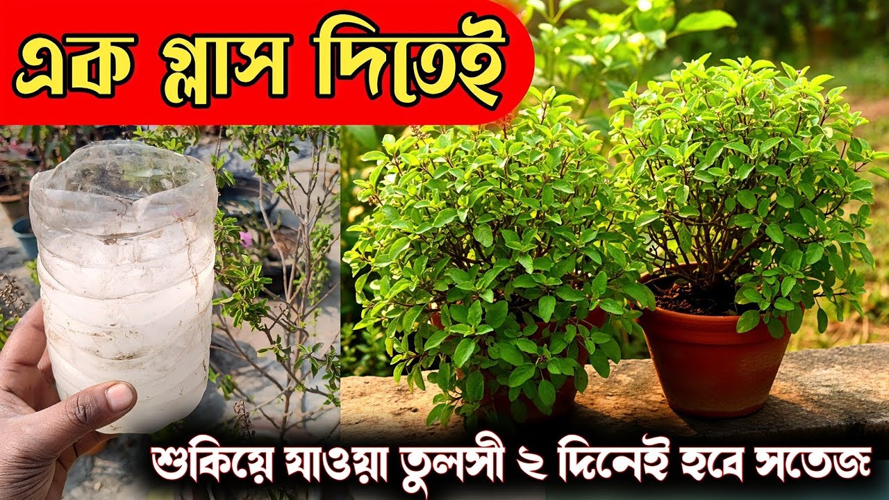 এক গ্লাস দিতেই শুকনো তুলসী হবে 2 দিনেই সবুজ.Tulsi plant care.Best homemade fertilizer for tulsi.