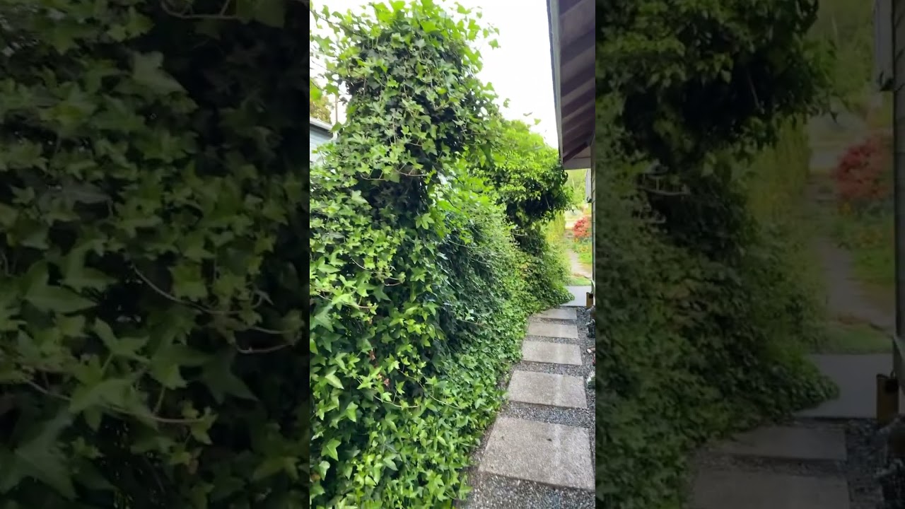 Hermoso cerco verde.