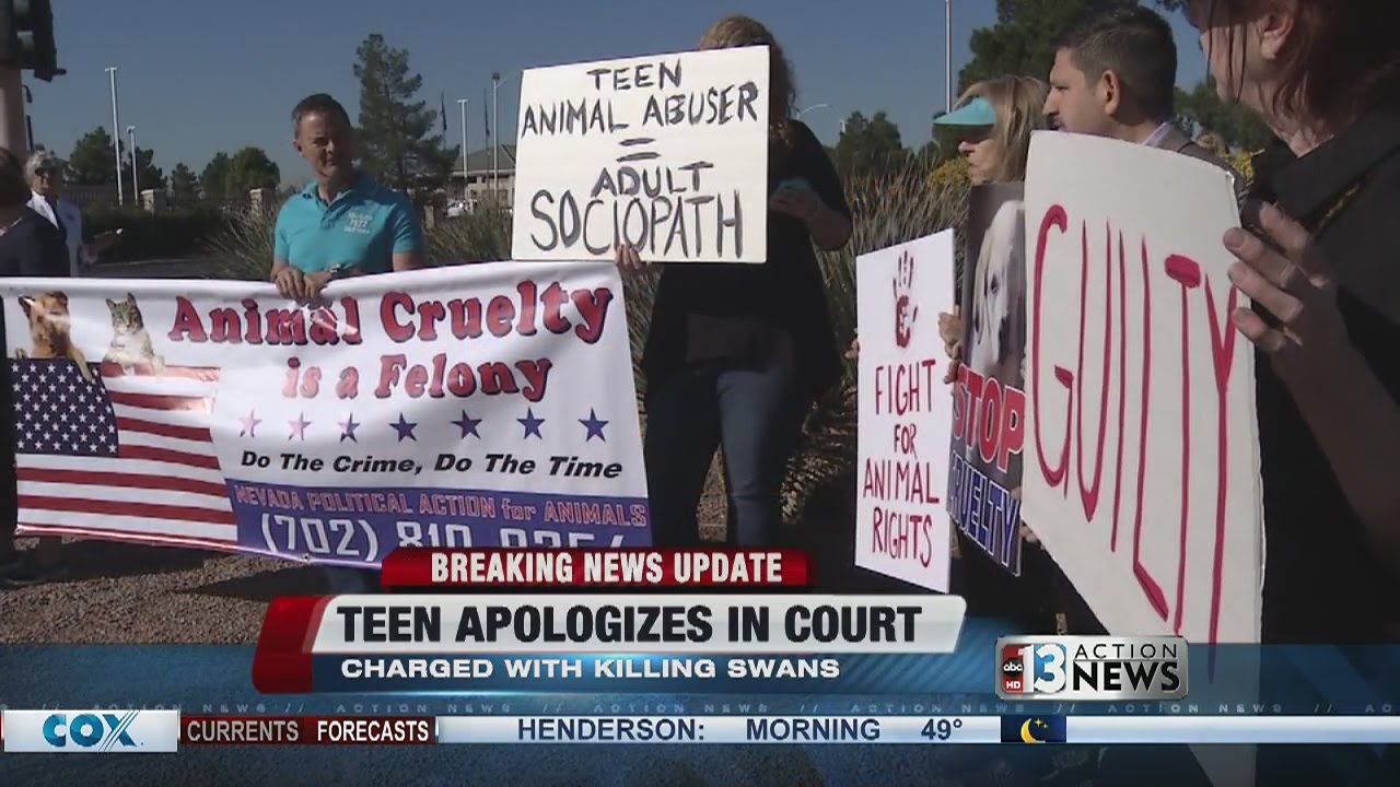 Minor accused of killing swans gets probation