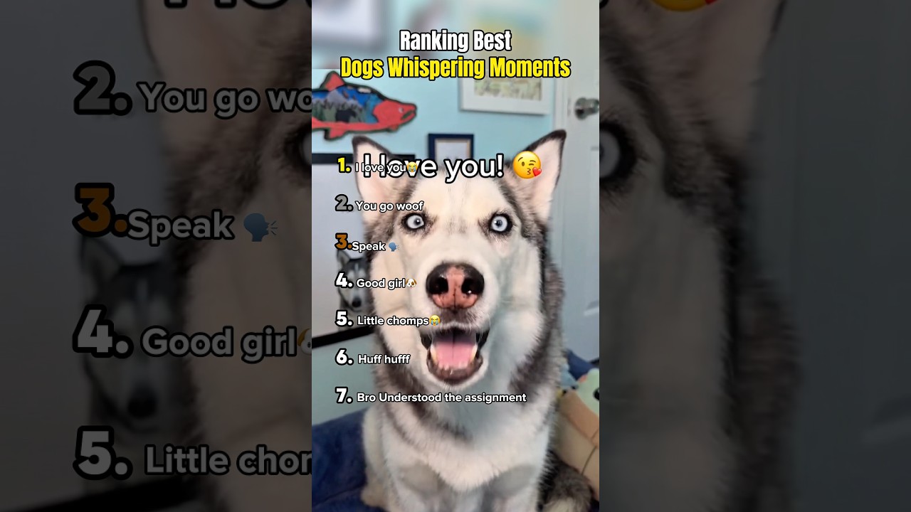 Ranking Best Dogs Whispering Moments