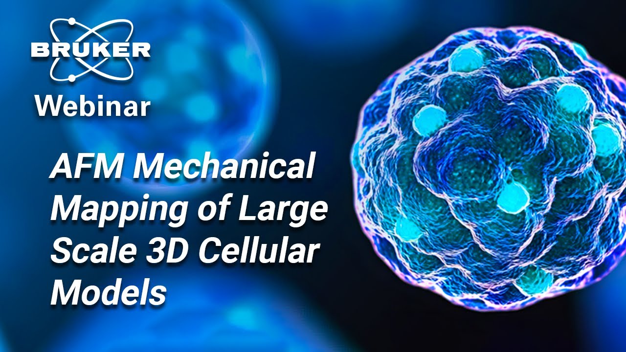 AFM Mechanical Mapping of Large Scale 3D Cellular Models | Bruker Webinar