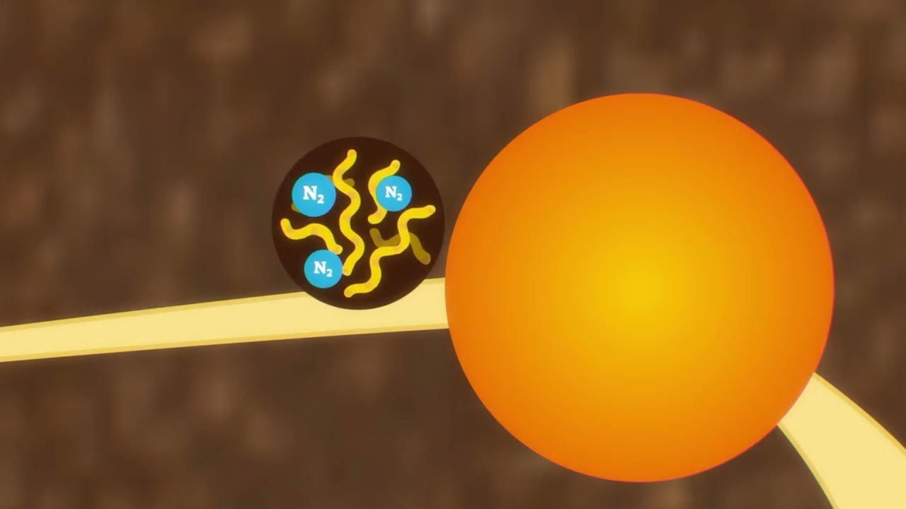 Le Cycle de l'Azote dans les Systèmes Pâturants - Vidéo 3D Éducative