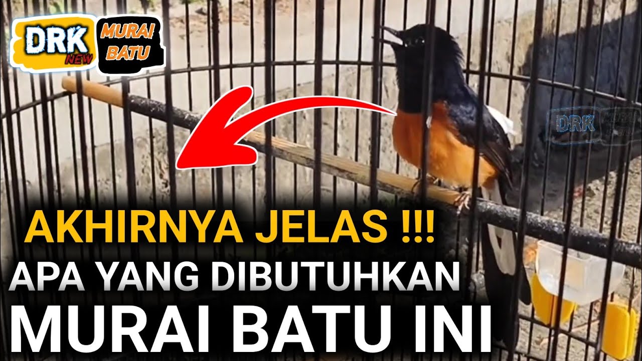 HARUS TAHU RAWATAN MURAI BATU DAN KEBUTUHANNYA | DRK MURAI BATU TERBARU