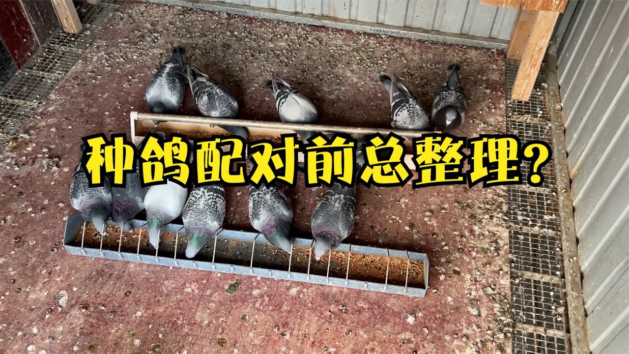 鸽子配对之前要做总整理？说一下我的看法和操作，不能只随波逐流