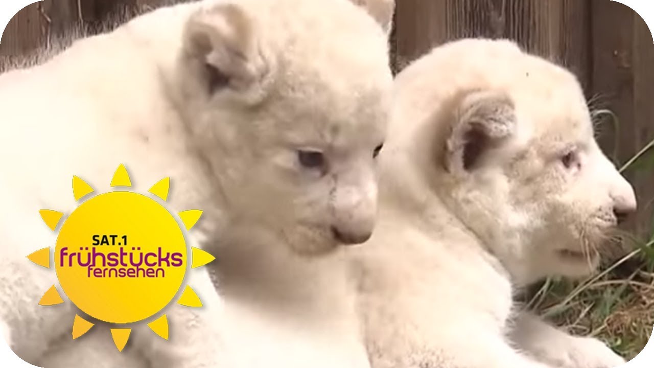 Weiße Löwenbabys! Sensation im Tierpark Thüle! | SAT.1 Frühstücksfernsehen | TV