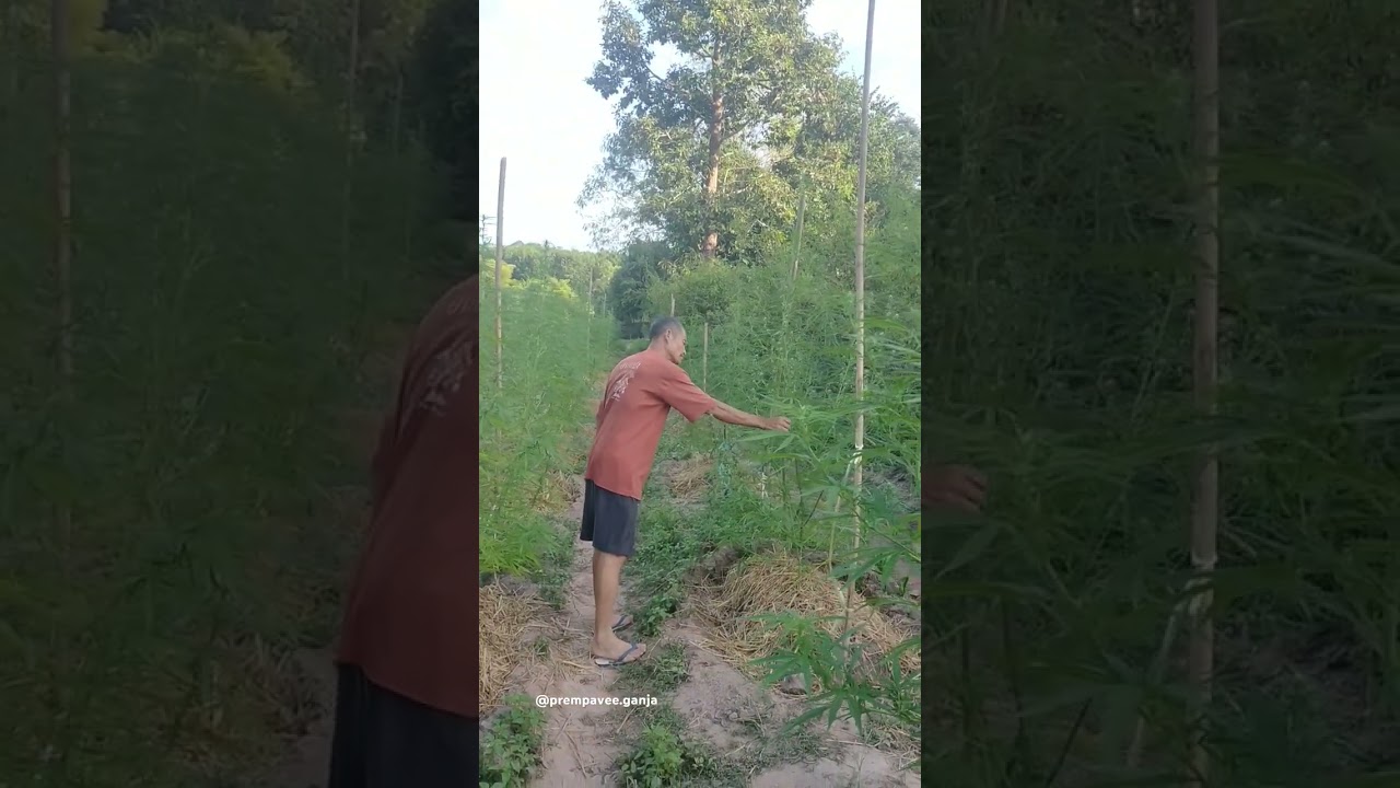 Visit traditional Landrace farmers in esaan