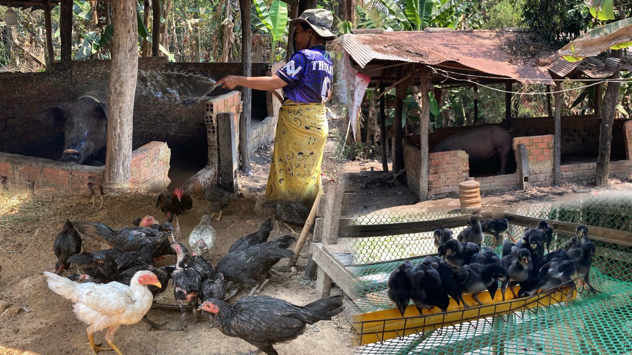 Raising pigs and chickens is easy for a family​ | real life Pig farm