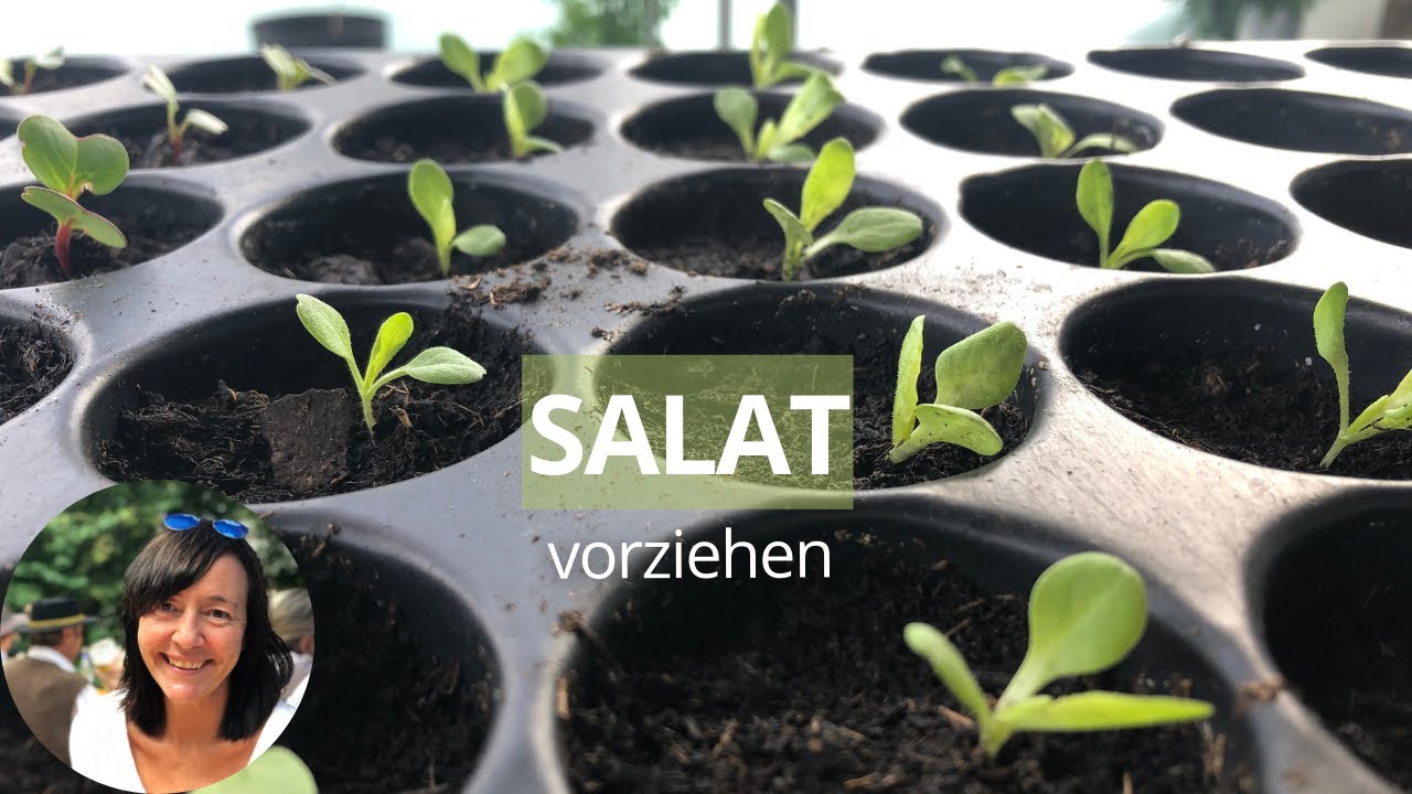 Salat vorziehen - Salat richtig aussäen und pikieren | Salat aussäen Balkon