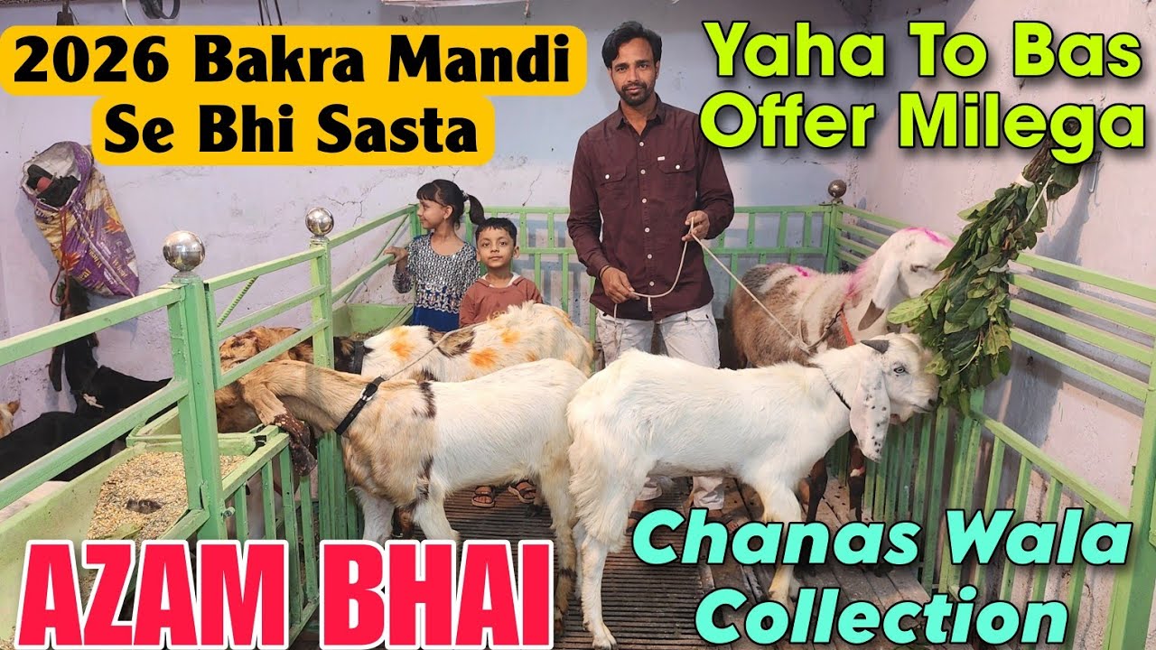 2026 Bakra Mandi Se Bhi Sasta Milega At AZAM BHAI | Wholesale Goat Market In Bhiwandi 