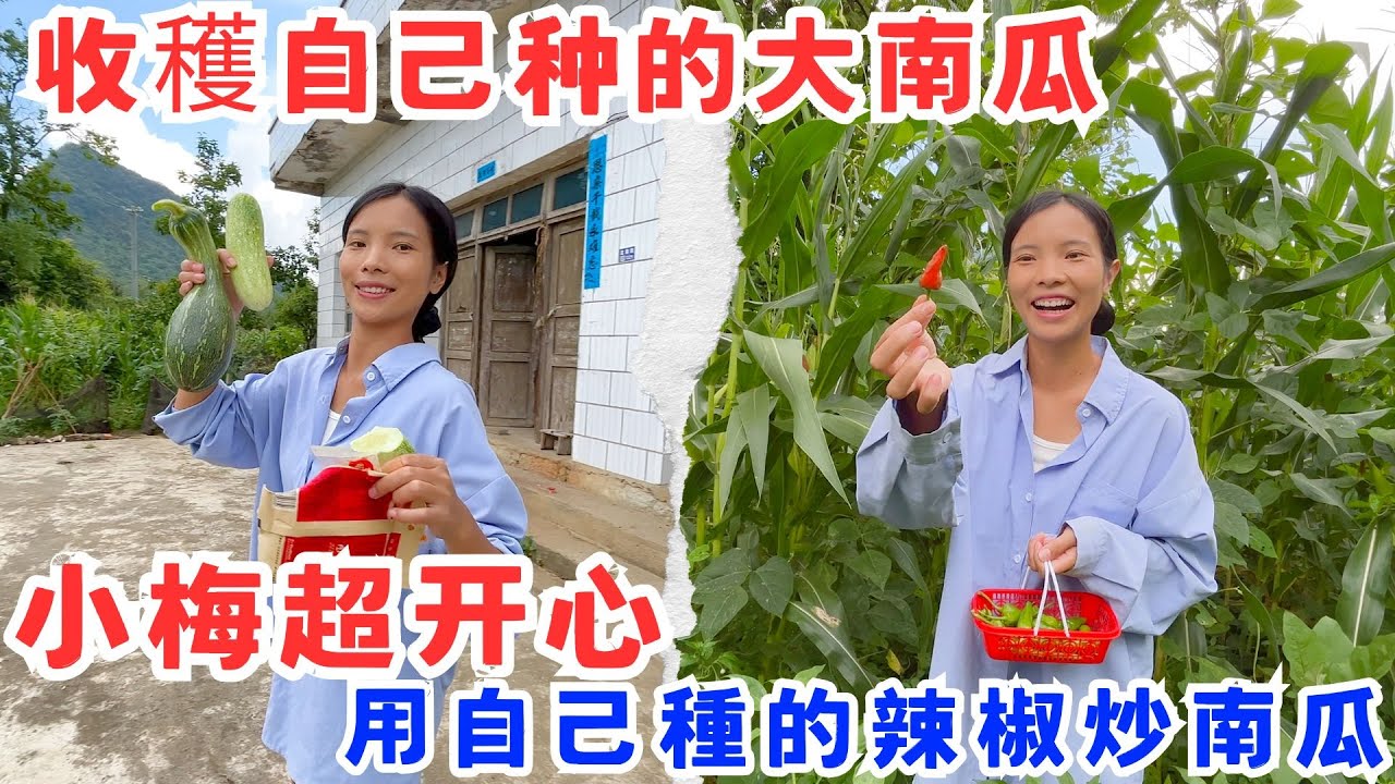 去老房子看雞收穫大南瓜，老奶奶羨慕我們南瓜長得好，小梅要用自己種的辣椒炒南瓜