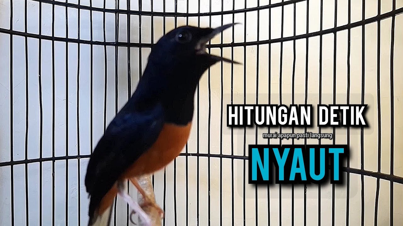 murai batu gacor AMPUH buat PANCINGAN murai batu agar bunyi JADIKAN burung murai gacor EMOSI NYAUT