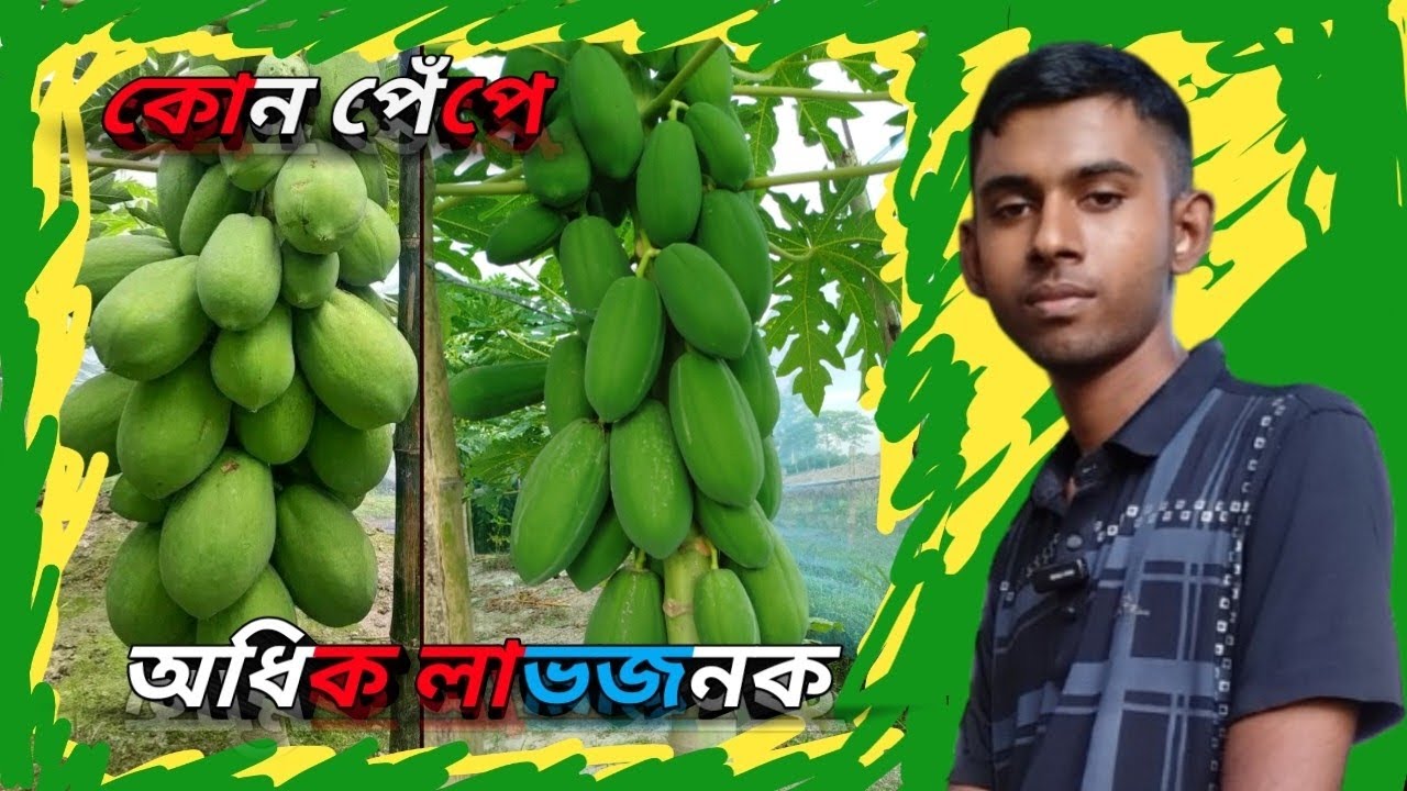 পেঁপের সঠিক জাত নির্বাচন। peper sotik jat nirbachon.
