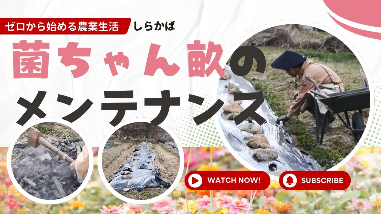 【ゼロから始める農業生活】第二十六話「菌ちゃん畝のメンテナンスをする ただそれだけ」