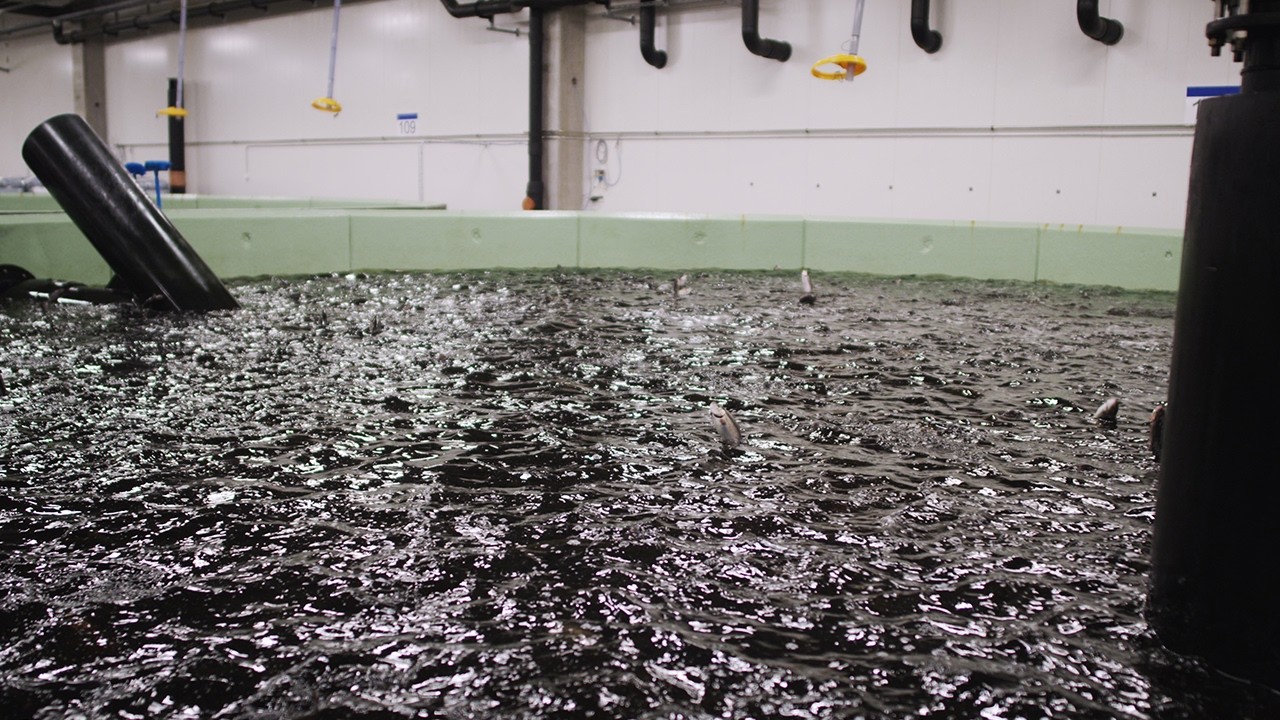 UV & Ozone Water Treatment for Biosecurity in a RAS Facility
