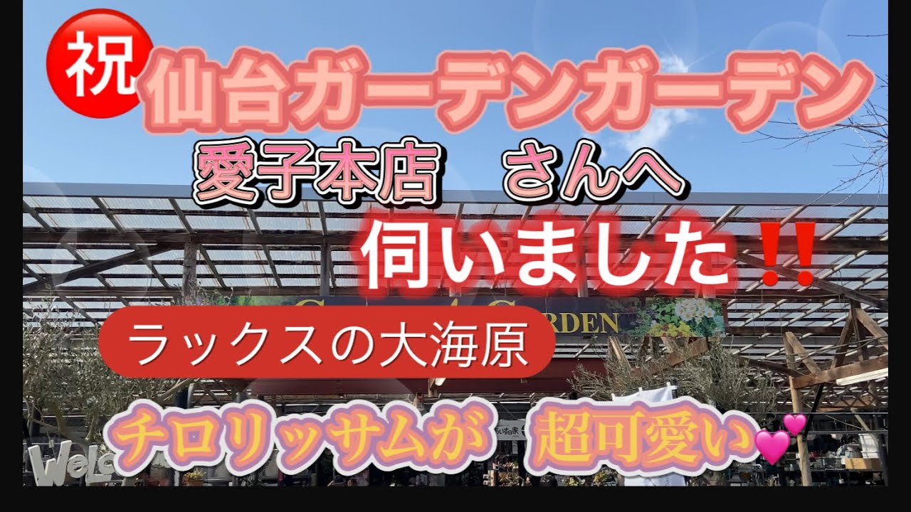 【ガーデンガーデン仙台愛子本店さん】に伺いました。春1番素敵なお花が沢山あふれておりました。