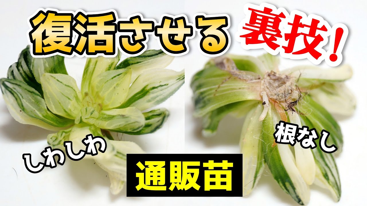 【ダメだと思ったら】根がないハオルチアを復活させる方法【多肉植物ハオルシアの育て方】【観葉植物レスキュー】