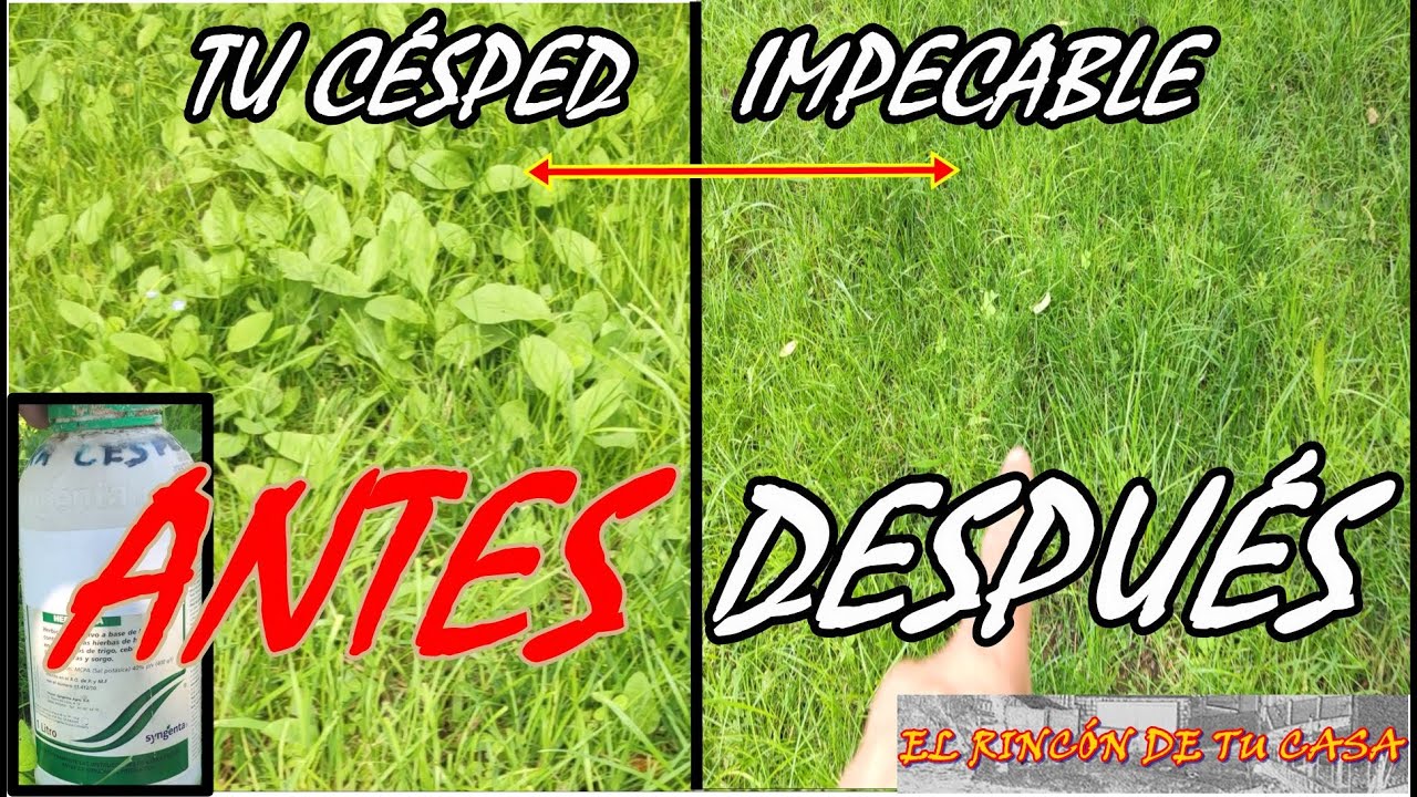 HERBICIDA SELECTIVO contra HIERBA ANCHA
