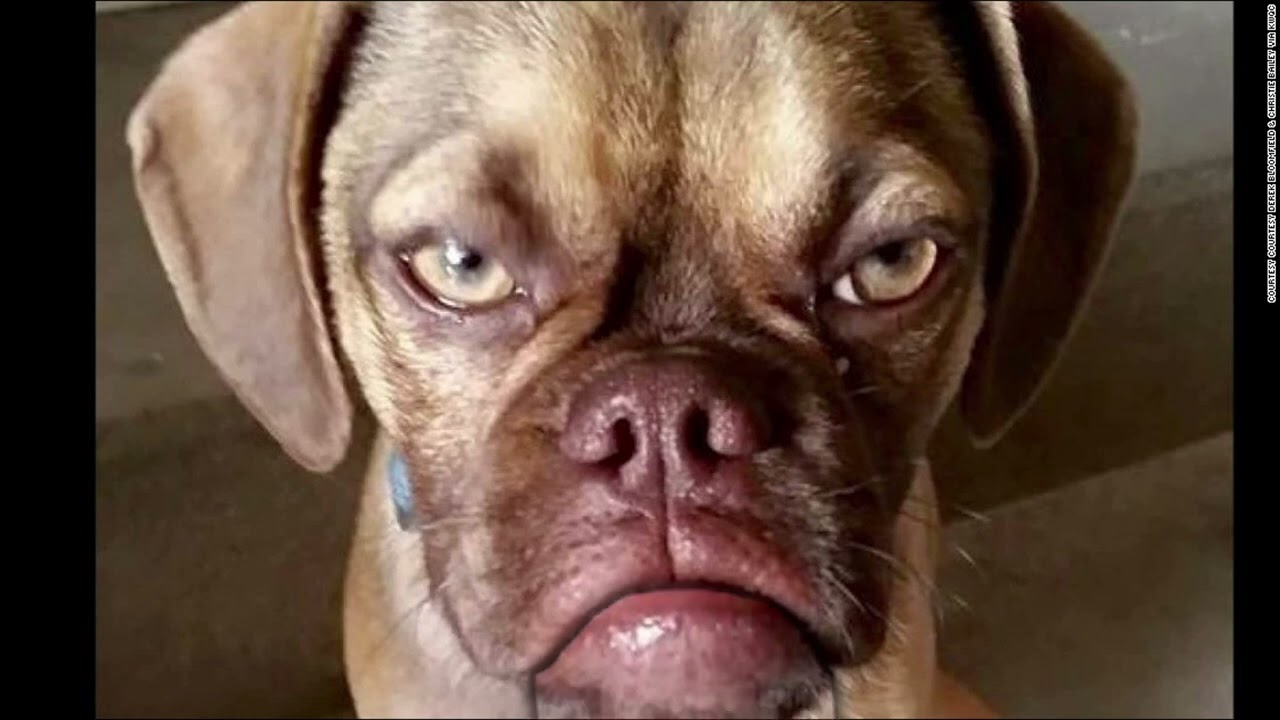 GRUMPY DOG HAPPY BIRTHDAY SONG (TOO FUNNY)