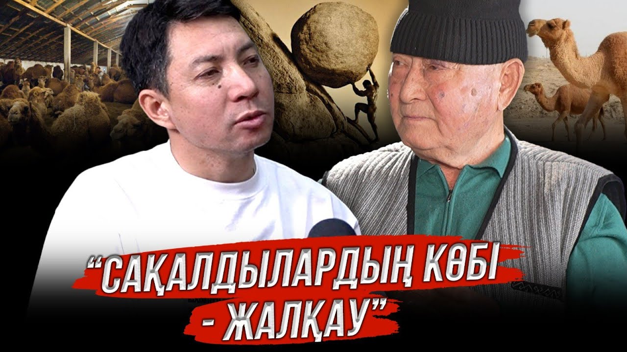 Сақалдылардың көбі - жалқау