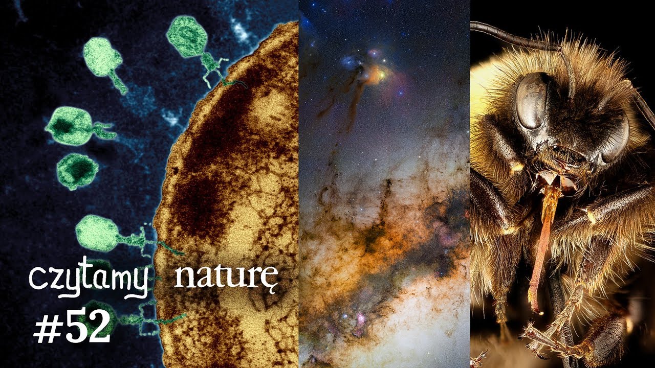Czytamy naturę #52 | Wszędzie gigantyczne wirusy - Fale galaktyczne - Bystre trzmiele