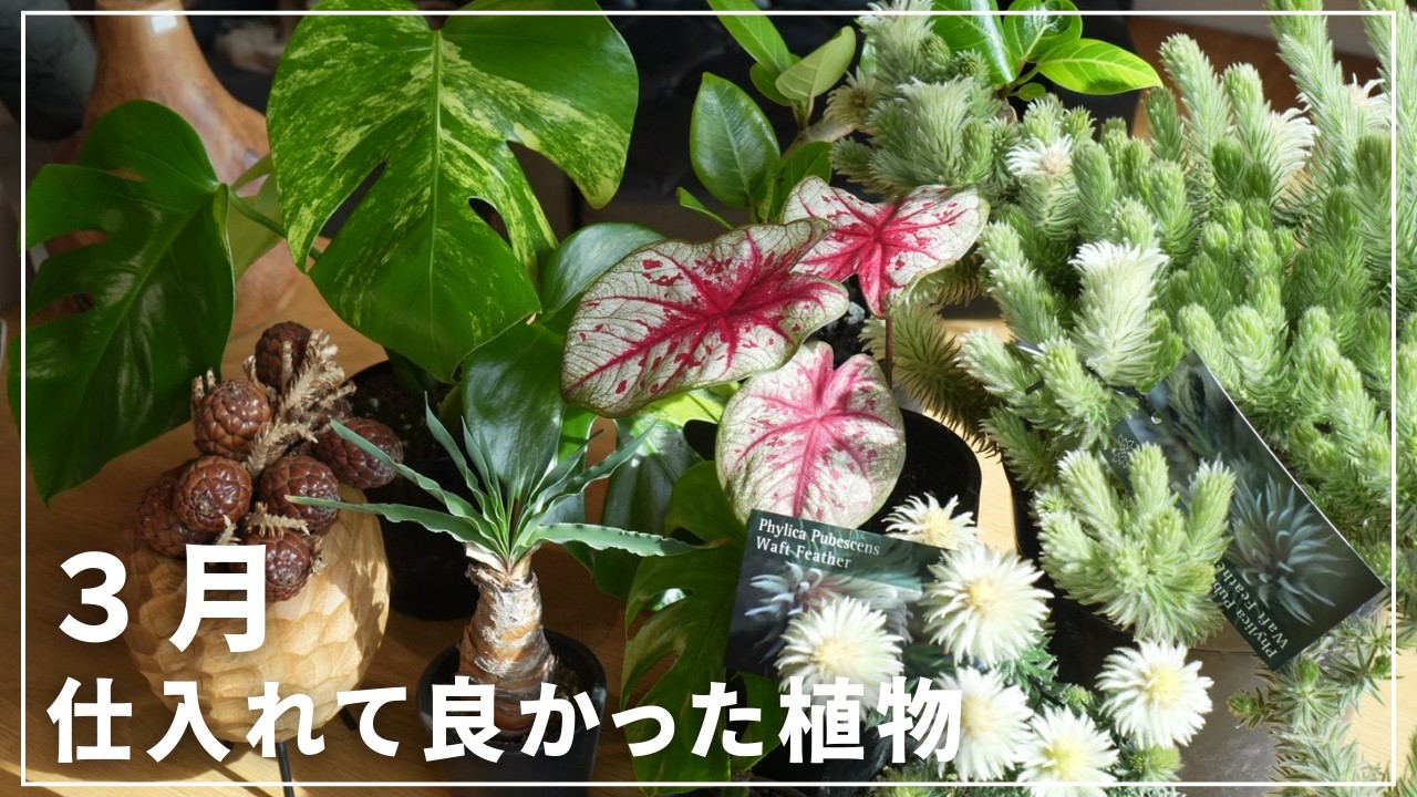 【植物の春到来！】わくわくのラインナップ！3月仕入れて良かった植物