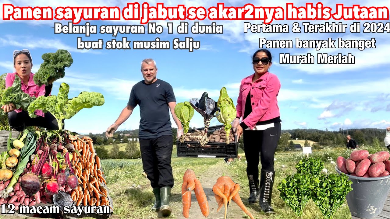 PANEN SAYURAN di NORWAY 🇳🇴 | Kale, Sledri, Beet, Leek, Wortel, Kol ungu | Moda Norway