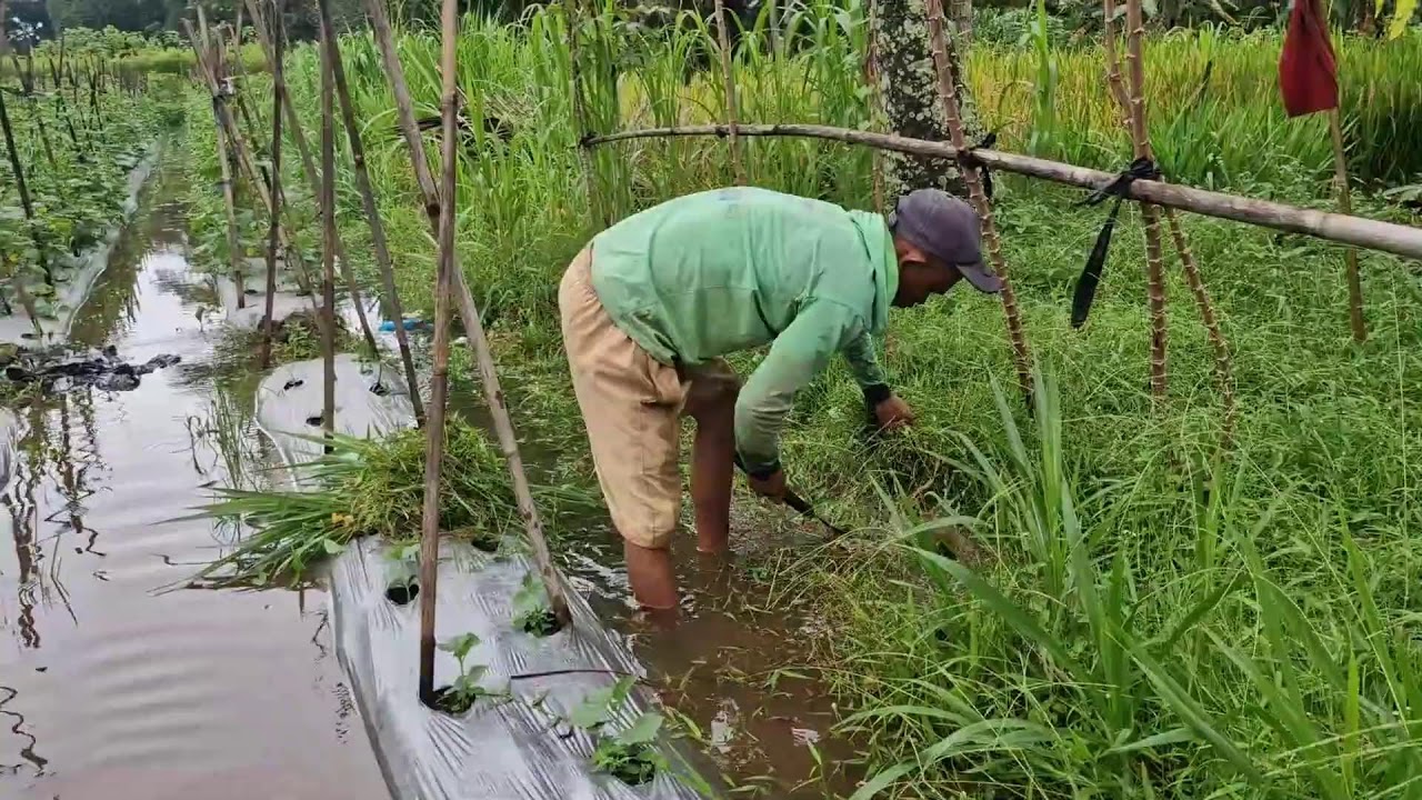 INCREDIBLE SKILL! CUTTING WILD GRASS IN FLOODED FIELDS WITH SUPER SHARP TOOLS!-Agriculture Gardening