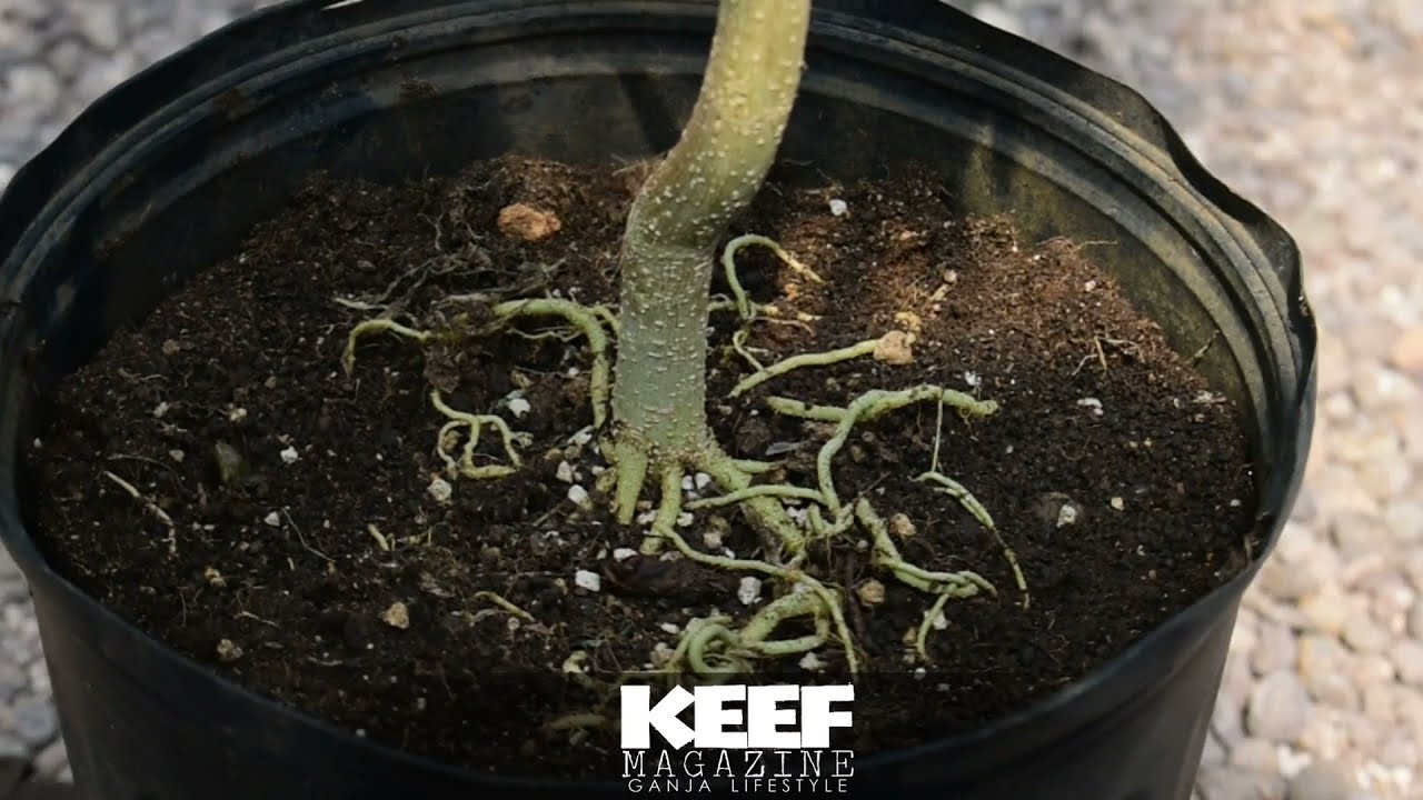 DIY Transplanting ganja mother plants to bigger pot