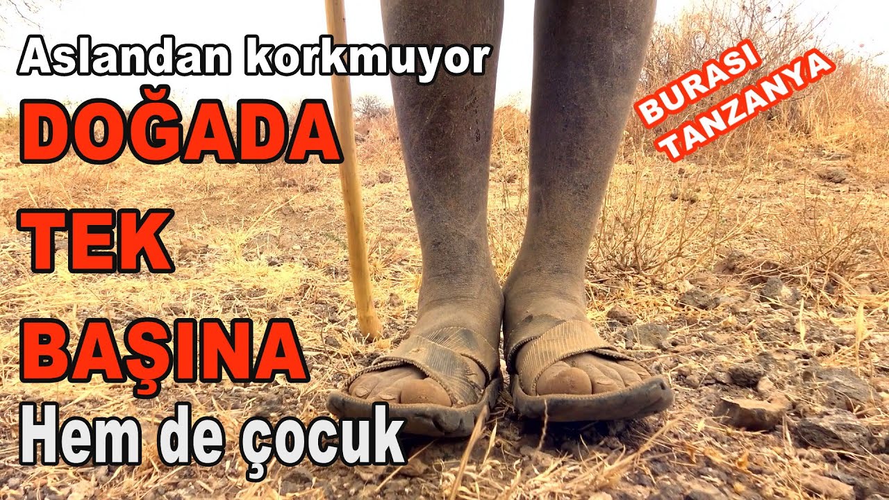 ASLANLARLA AYNI ALANDA YAŞIYORLAR