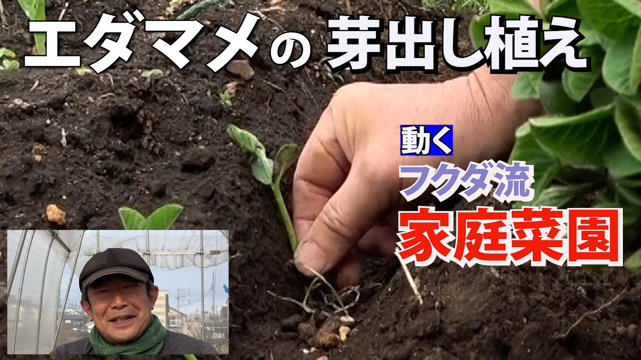 【家庭菜園】エダマメの芽出し植え　胚軸まで土を埋める（おまかせ菜園フクダ流）